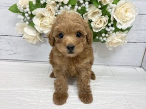 トイプードル¥152,900(税込)