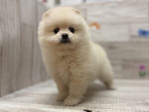 ④ポメラニアン　￥316,800(税込)