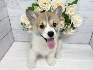 ウェルシュコーギーペンブローク　￥361,900(税込)