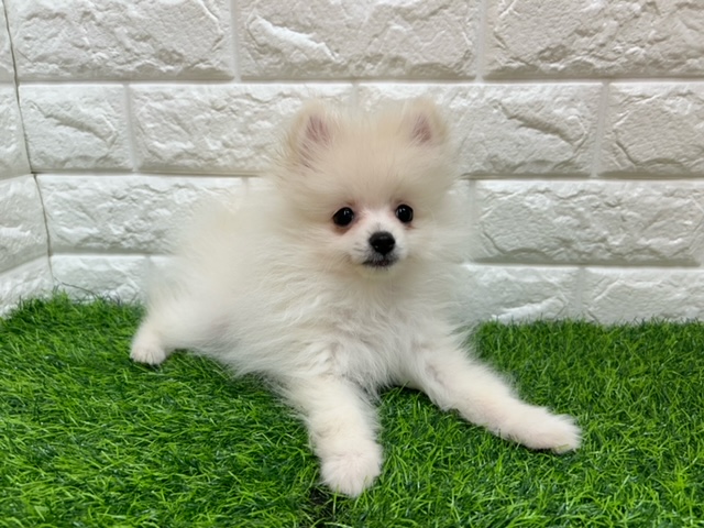 ポメラニアン