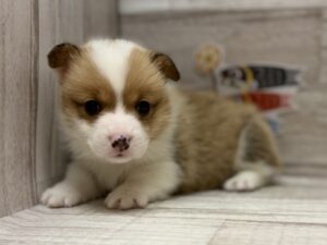 ④ウェルシュコーギーペンブローク　￥426,800(税込)→5/6まで￥393,800(税込)