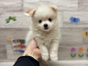 ④Mix(マルチーズ×ポメラニアン)　￥239,800(税込)から3万円引き