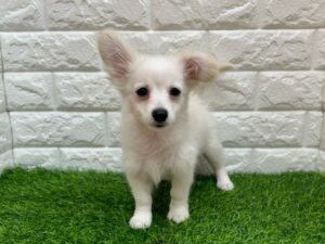 Mix(父ポメラニアン×母ミニチュアダックスフンド(ロング)) ￥152,900(税込)