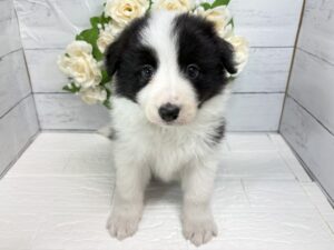 ボーダーコリー￥394,900(税込)