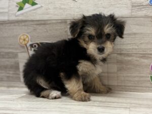 ④Mix(マルチーズ×ヨークシャテリア)　￥250,800(税込)5/31まで4万円引き
