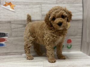 ④トイプードル　￥217,800(税込)
