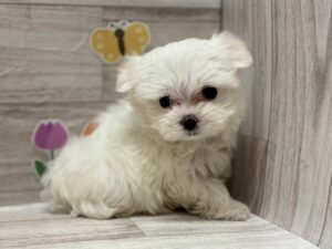 ⑤マルチーズ　￥283,800(税込)