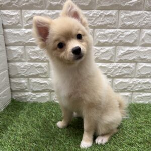 ポメラニアン　ワクチン代等込み￥132,000(税込)