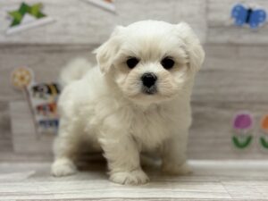 ⑤Mix(ペキニーズ×マルチーズ)　￥250,800(税込)から3万円引き