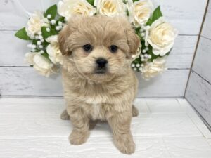 Mix(父ペキニーズ×母トイプードル)¥174,900(税込)