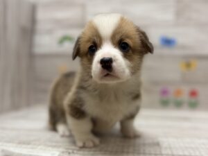 ⑤ウェルシュコーギーペンブローク　￥404,800(税込)→5/6まで￥371,800(税込)