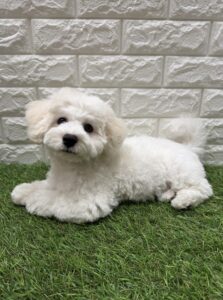 ビションフリーゼ￥262,900(税込)