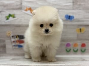 ⑦ポメラニアン　￥327,800(税込)