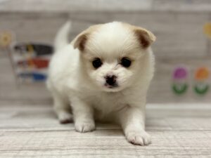 ⑥Mix(チワワ×ポメラニアン)　￥261,800(税込)から3万円引き