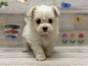 ⑥Mix(マルチーズ×チワワ)　￥283,800(税込)→5/6まで￥250,800(税込)