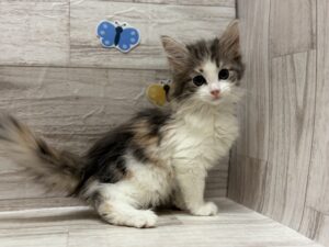 ノルウェージャンフォレストキャット　￥294,800(税込)