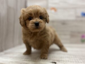 ⑦Mix(ペキニーズ×トイプードル)　￥250,800(税込)から3万円引き