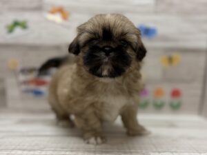 ⑦Mix(ペキニーズ×トイプードル)　￥283,800(税込)→5/6まで￥250,800(税込)
