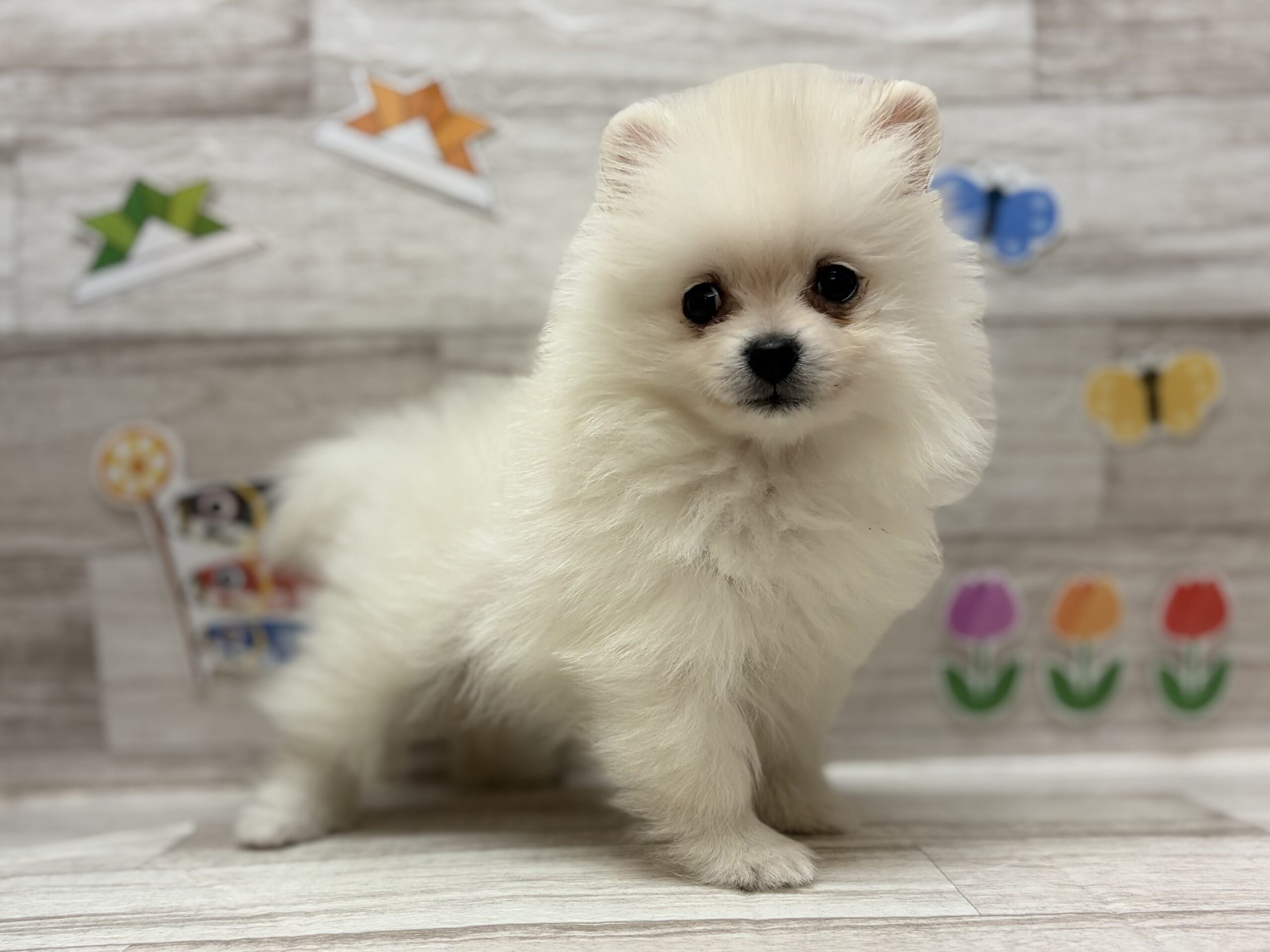 ⑦ポメラニアン