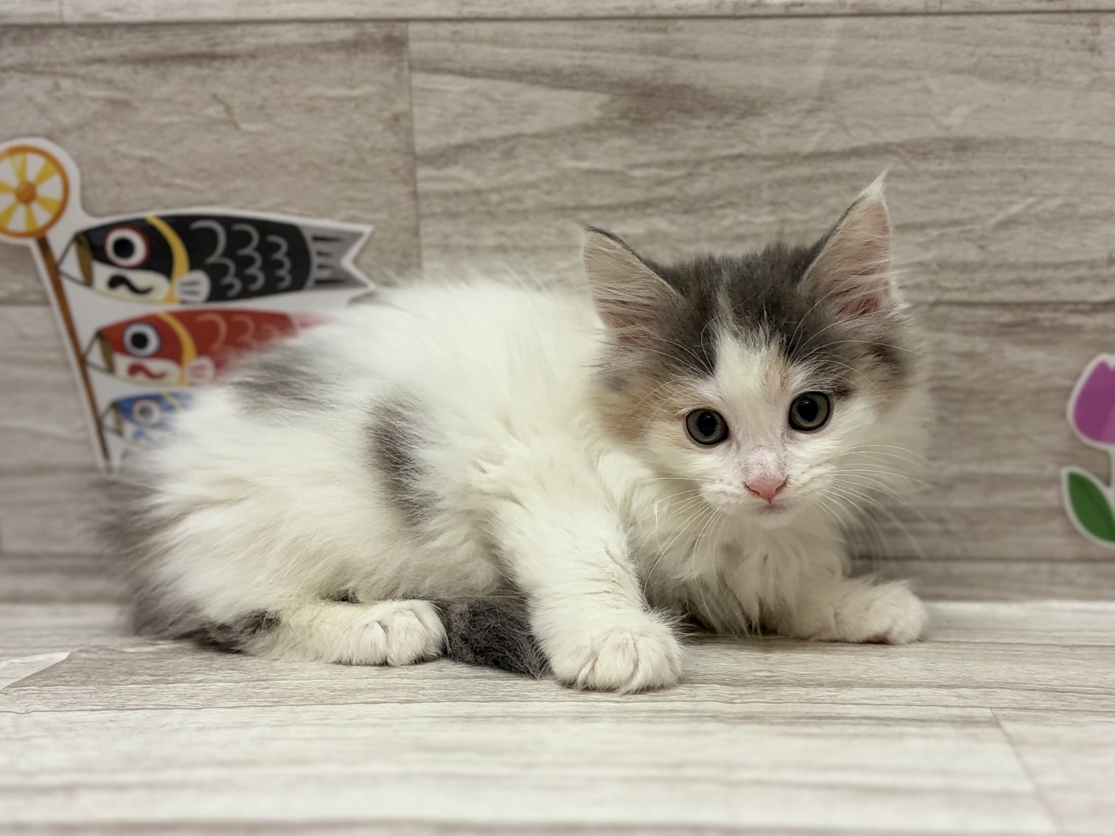 ノルウェージャンフォレストキャット