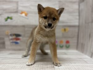 ⑧豆柴　￥294,800(税込)から3万円引き