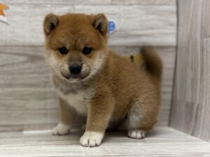 ⑨柴犬　￥239,800(税込)から3万円引き