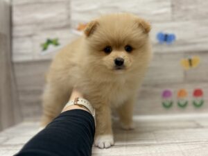 ⑨ポメラニアン　￥283,800(税込)→5/6まで￥250,800(税込)