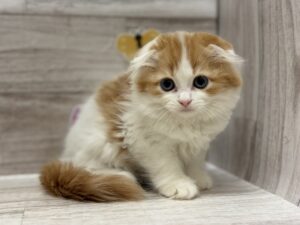 スコティッシュフォールド（折耳）　￥250,800(税込)5/31まで3万円引き