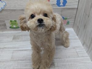 ⑨トイプードル　￥217,800(税込)