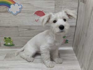 Mix(マルチーズ×ミニチュアシュナウザー)　￥140,800(税込)