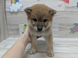 ⑥柴犬　￥206,800(税込)