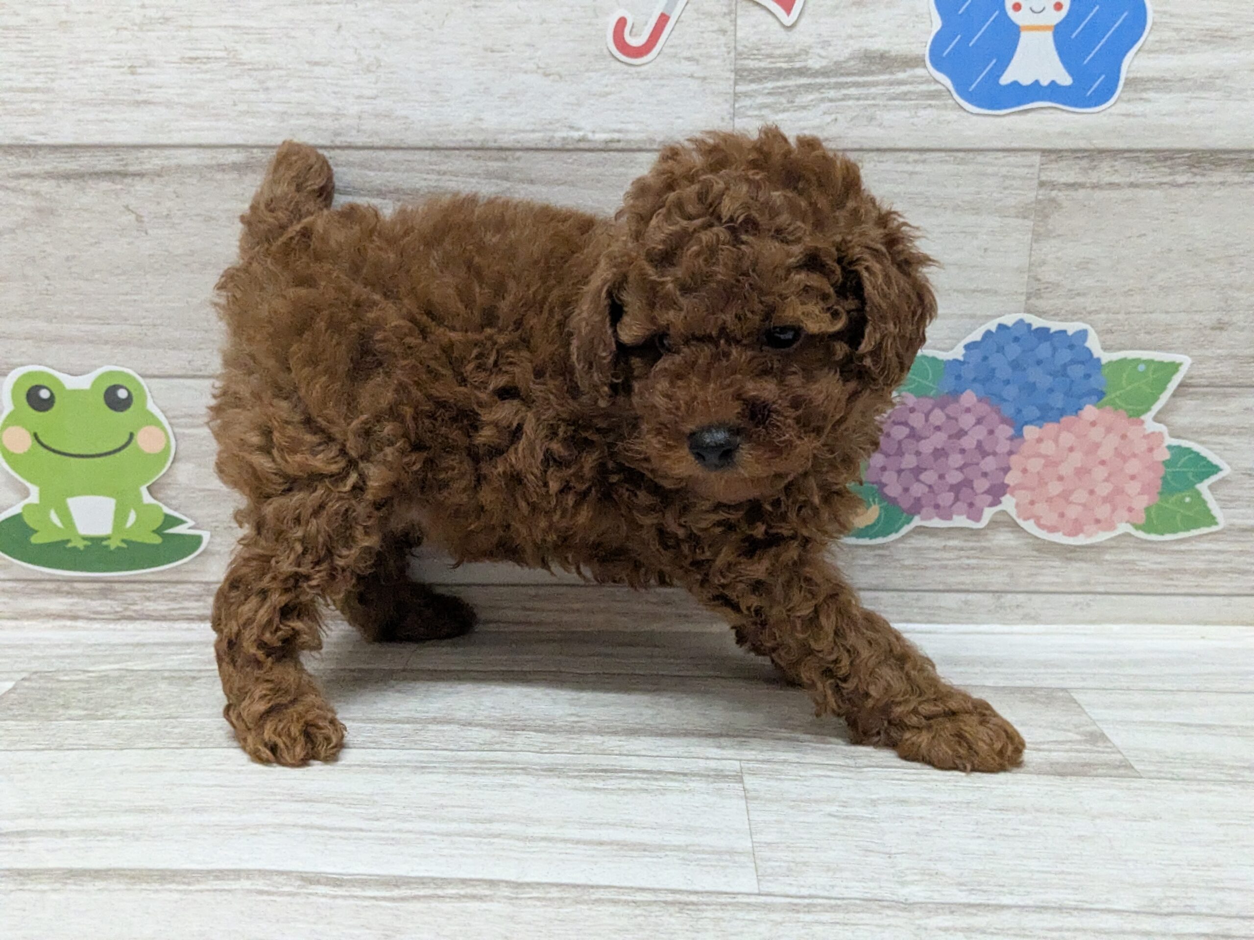 トイプードル
