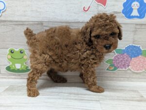 トイプードル　￥250,800(税込)