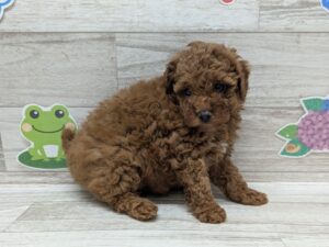 トイプードル　￥250,800(税込)