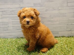⑫トイプードル￥295,900(税込)