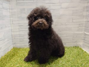 ②トイプードル￥152,900(税込)