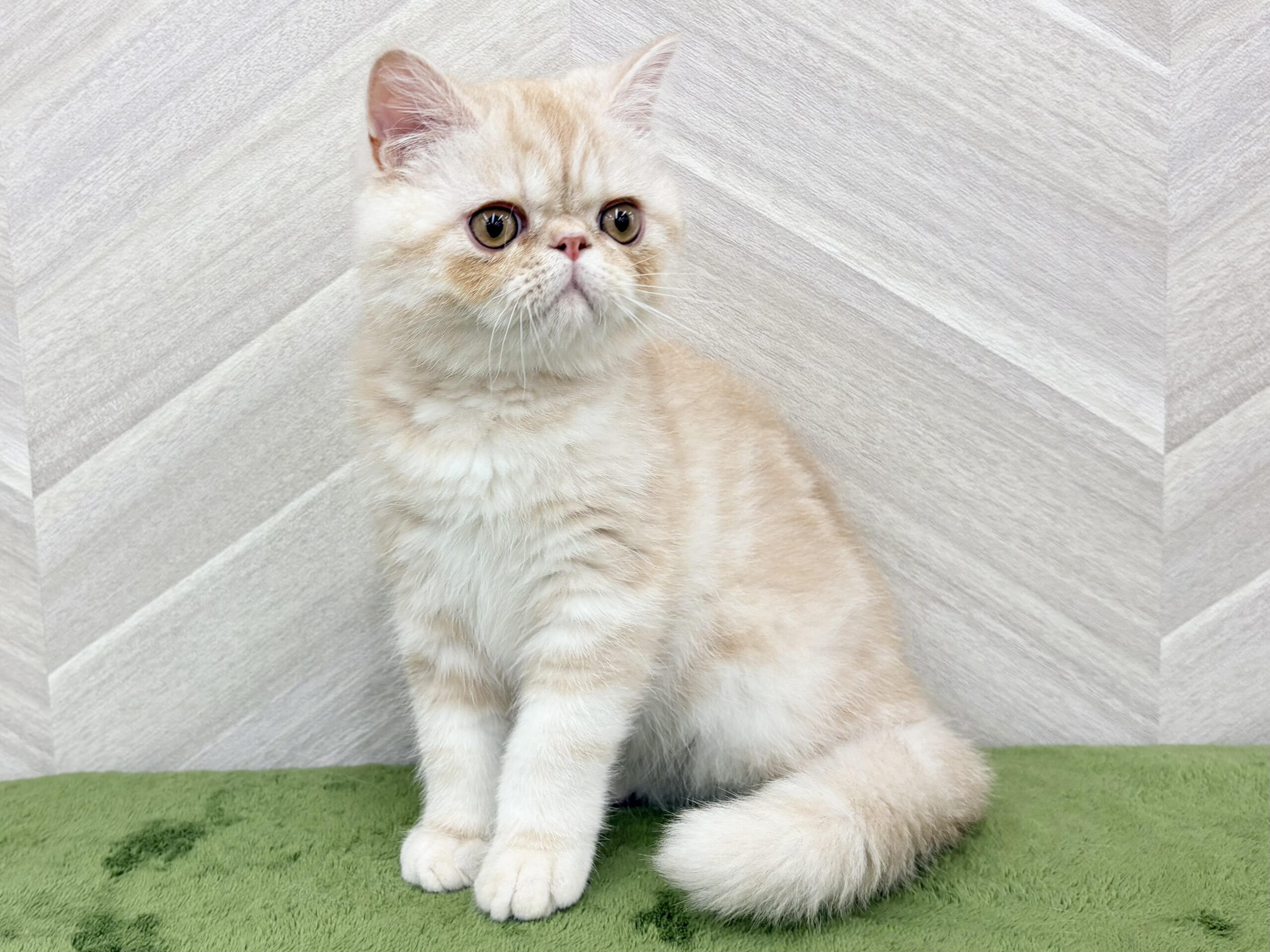 ⑭エキゾチック