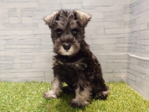 ミニチュアシュナウザー ￥207,900(税込)