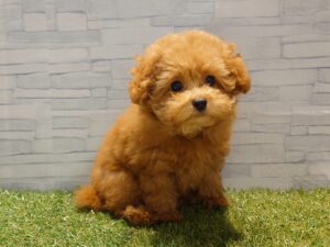 ⑫トイプードル￥284,900(税込)→7/23迄￥240,900(税込)