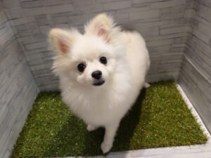ポメラニアン￥174,000（税込）→7/23迄￥163,900(税込)