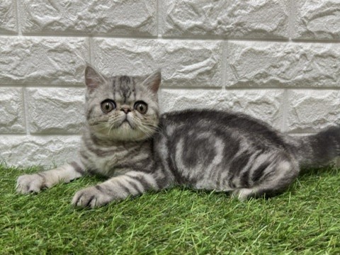 エキゾチック
