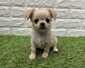 チワワ(ロング)¥218,900(税込)