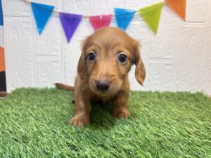 ⑩ミニチュアダックスフンド（ロング）￥207,900(税込)6/8まで→￥174,900(税込)