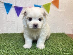 ⑦Mix（父ポメラニアン×母マルチーズ）￥229,900(税込)6/8まで→￥196,900(税込)
