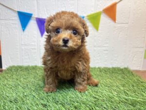 ⑫トイプードル￥317,900(税込)6/8まで→￥284,900(税込)