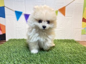 ⑧Mix(父ポメラニアン×母トイプードル)￥284,900(税込)6/15まで→￥251,900(税込)