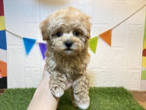 ⑤Mix(父マルチーズ×母トイプードル)￥240,900(税込)6/22まで→￥207,900(税込)