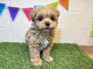 ⑥Mix（父マルチーズ×母トイプードル）￥251,900(税込)6/29まで→￥218,900(税込)