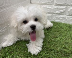 MIX(ペキニーズ×マルチーズ)￥174,900(税込)→7/10(金)まで￥141,900(税込)