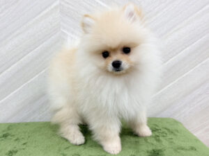 ⑨ポメラニアン￥317,900(税込)→6/28まで￥284,900(税込)